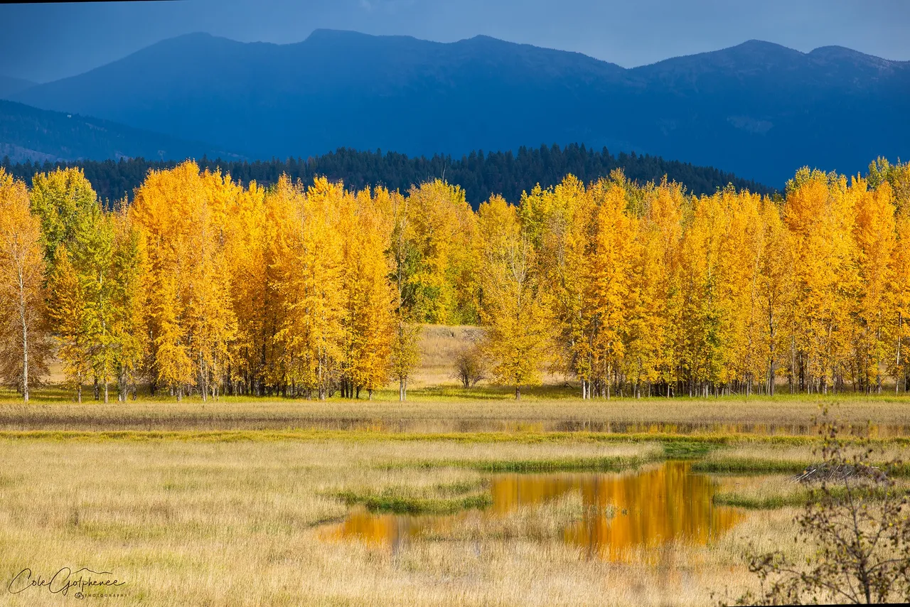 Birch trees in North Idaho landscape