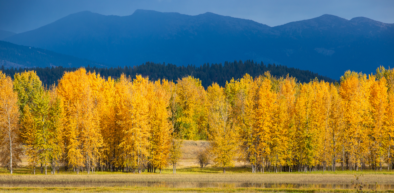 Autumn trees and mountains in North Idaho