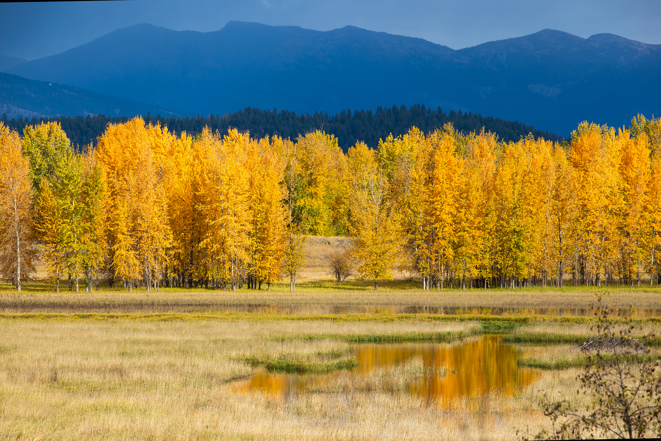 Autumn trees and mountains in North Idaho