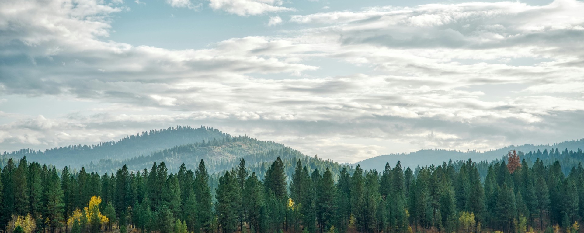 Mountains and forest in North Idaho landscape